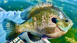 Fishing Clear Water for GIANT Shallow Water Bluegill!!!