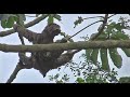 Survival in the Amazon Rainforest