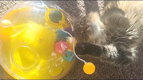 HOPET Interactive Cat Toy for Indoor Cats, Catnip Balls Roller Tracks Exercise Balls Teaser, Kitten