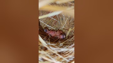 java finch chicks java finch breeding
