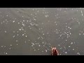 流れる花びら