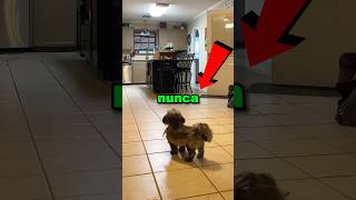 Nunca consigas un perro guardián flojo 😱😳 #shorts