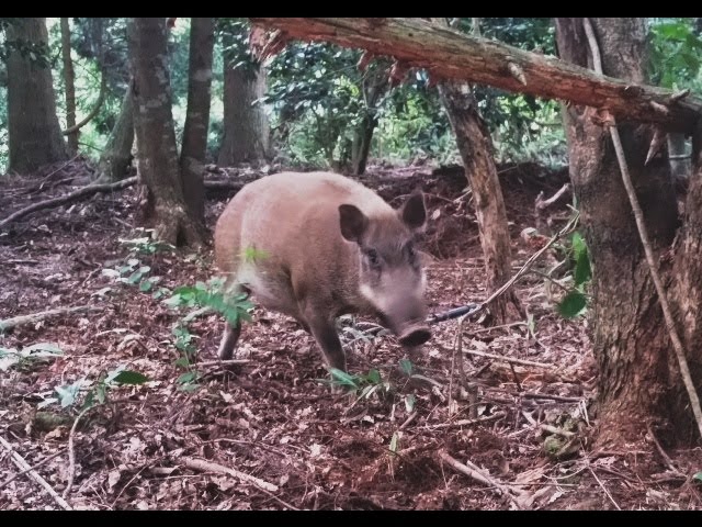 イノシシ 猪 有害駆除 くくり罠 捕獲 Japanese Wild Boar 15 08 09 Youtube