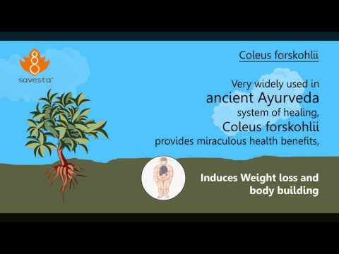 Amazing Benefits Of Coleus Forskohlii