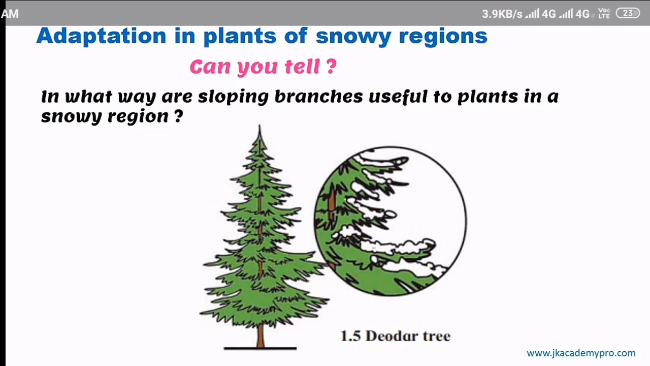 Adoptation in plants of snowy regions YouTube