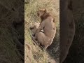 what 😧 is happening comment now #annestkenyasafaris #wildlife #africansafari #animals #india
