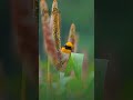 #arrahman #bgm #rhtdm #backgroundmusic #feel  #india #travel #nature #youtubeshorts #viral #trending