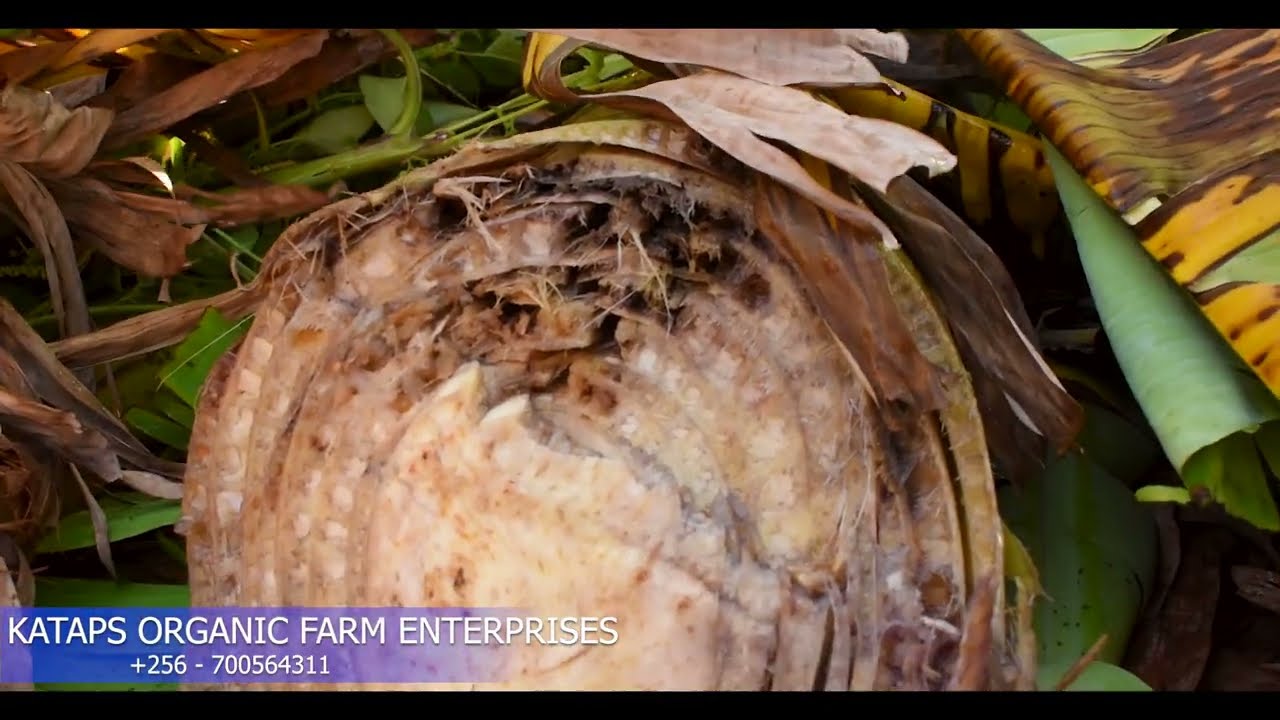 How to Control Banana wilt Disease in a Matooke Plantation