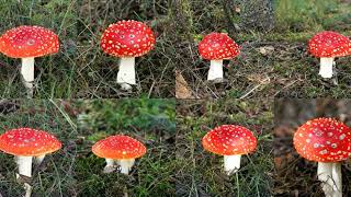 Generating Agaric with Deep Learning by Mohammad Reza Taesiri 6 views 5 years ago 13 seconds