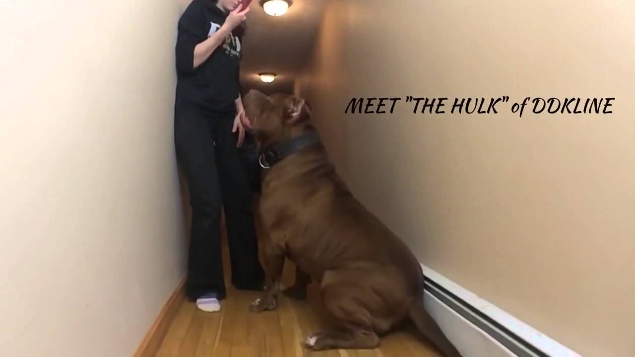 Biggest bully pitbull on earth ON SCALE 173lbs 17 months THE HULK! Of ddkline