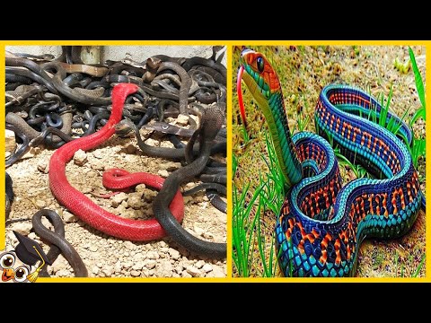 Video: De vackraste ormarna i världen