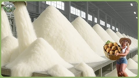 How Sugar Is Made - Massive Million Tons of Sugar Beet Processing In Factory