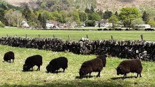 Strathkelvin Railway Path Scotland Apr 2025