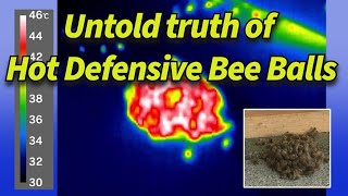 Untold truth of Hot Defensive Bee Ball
