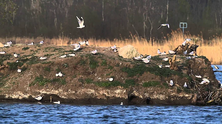 Black-headed Gull (Larus ridibundus)