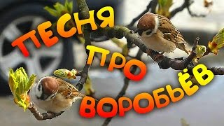 Песня про Воробьев. Песни о Природе. Позитивные песни о Природе. Детские песни о Природе(Автор: Александра Лихачёва. http://positivecreativ.ru Песня про Воробьев. Песни о Природе. Позитивные песни о Природе...., 2015-05-02T11:13:29.000Z)