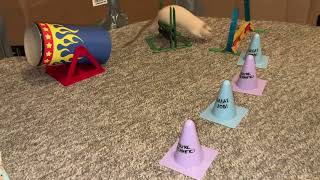 My pet rats Raisin (1st) and Popcorn (2nd) doing the same agility course - who did it best?