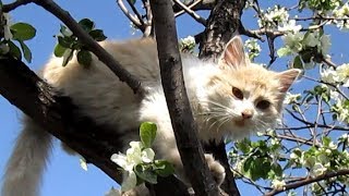 Смешные кошки. Жизнь в природе. Жизнь в деревне. Смешные кошки. Жизнь в природе. Жизнь в деревне.
