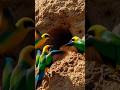 Bee-eater Birds Colony Building Tunnel Nests in Colorful Cliffs