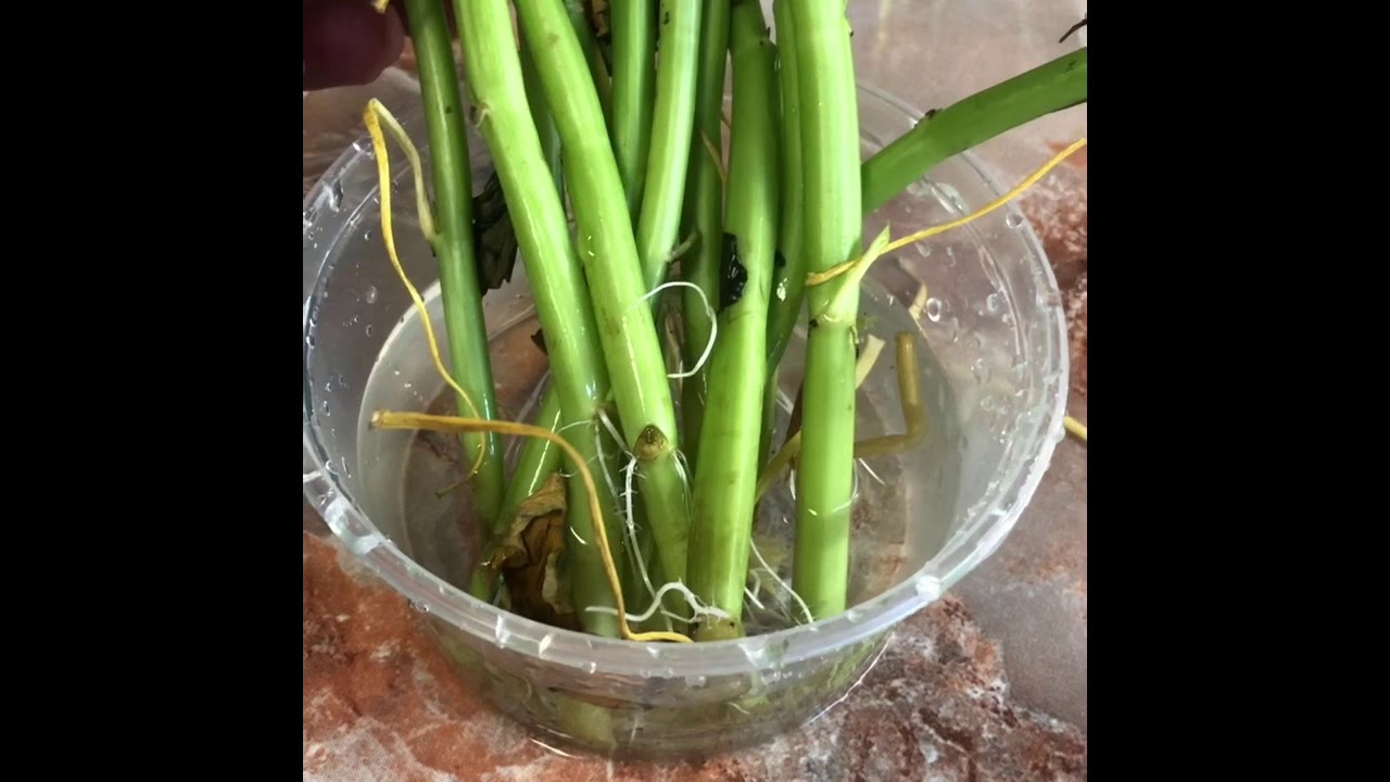 How to grow kangkong (swamp cabbage) 