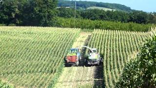 ensilage de maïs 2010 ( 24 aout 2010 )