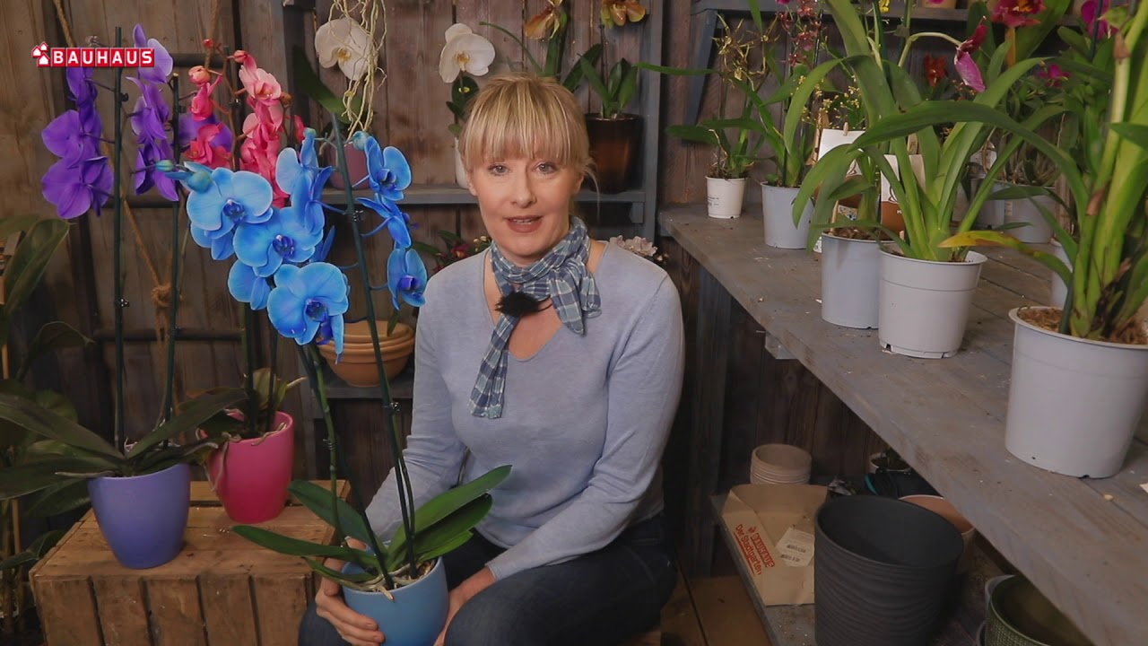 Škola vrtlarstva - orhideje