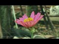 Relaxing Music Video After Work | Beautiful Flower