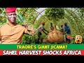 The Desert Harvest That Broke the Internet: Giant Jicama + “80 Tons” Under Traoré—What’s Real?
