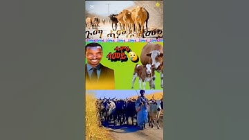 #ወዲ ሓምቢር#eritreancomedy #habesha #eritreanmoviie #africanmusic #eritrea #duet #eritreancomedy