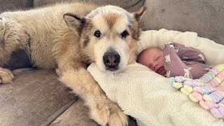 Phil The Malamute Protects Sick Newborn Baby! He’s So Concerned (Cutest Ever!!)