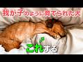 【徹底解説】大切に育てられた犬は、この7つの仕草をします。
