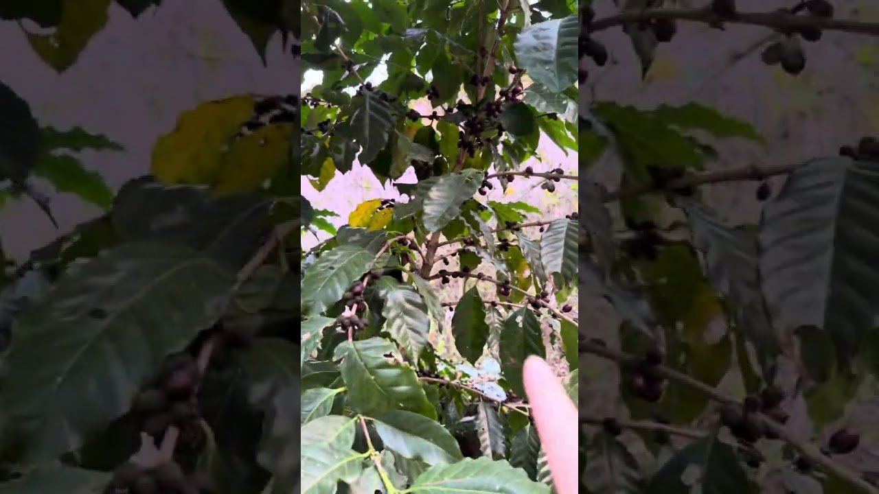 新社沐心泉休閒農場