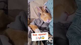 Как храпит кролик 😱 How does a rabbit snore?