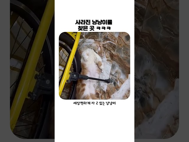 카멜레온도 놀랄 냥냥이 위장술ㅋㅋ #고양이