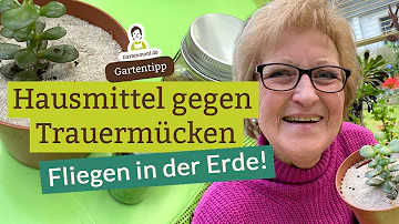 Welche Blumenerde hat keine Trauermücken?