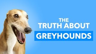 There's something EVERYONE needs to know about greyhounds.