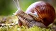 The Surprising Benefits of Snail Slime ile ilgili video
