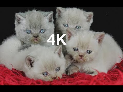 Video: Wakati Kittens Hufungua Macho Yao