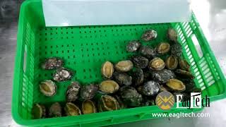 Abalone production line, seafood production line