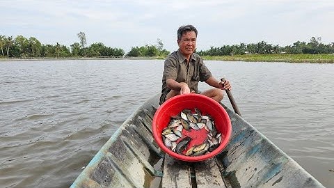 Giăng lưới cá sặc cá rô mùa nước nổi nước năm nay quá lớn