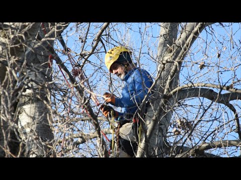 Video: Perché La Foresta è Utile. Alberi Nella Vita Dei Nostri Antenati - Visualizzazione Alternativa