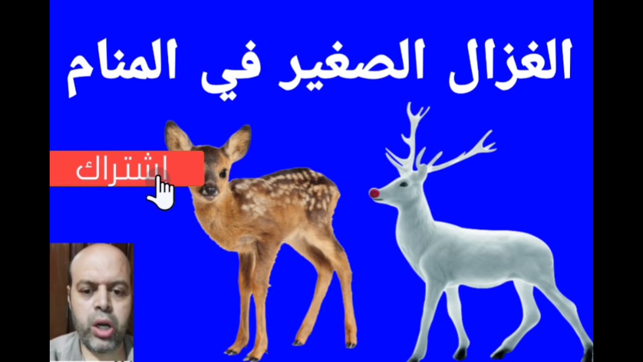 تفسير حلم الغزال الصغير في المنام لابن سيرين | تفسير الأحلام | 