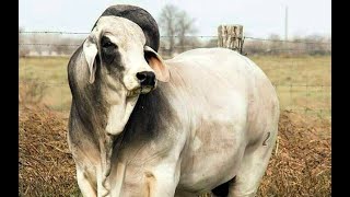 Grey Brahman Bull - Mr V8 125/7