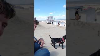 Zeeuws Vlaanderen Beach Life With Sweety And Estacado Patterdale Fell Terriers