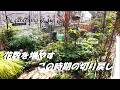 【素敵な庭造り】＃春に花数を増やすこの時期の切り戻し　＃ビオラの切り戻し　＃クリスマスローズ