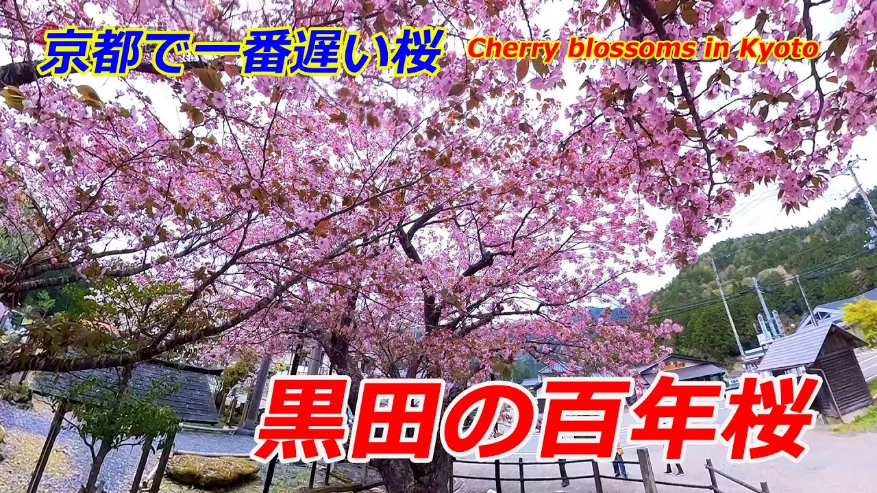京都の桜】京都「黒田の百年桜」散り始め（2025年4月22日 京都市右京区