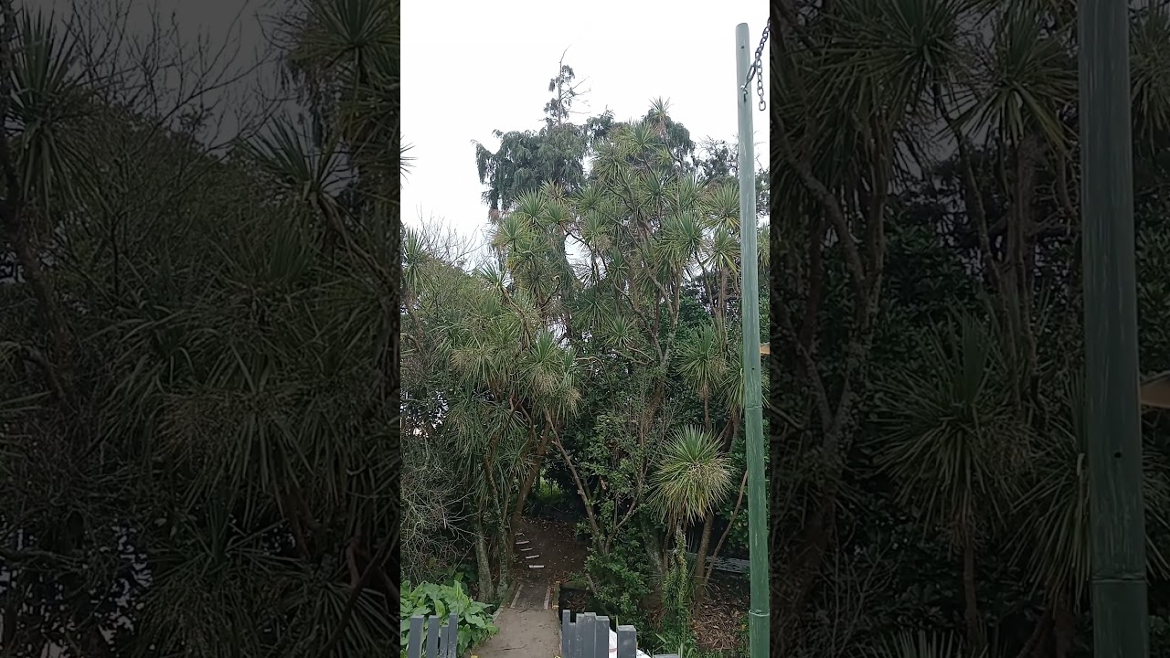 A pair of Kereru (N.Z native wood pigeon) feeding on cabbage tree fruit.