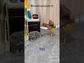 Absurd friendship of cat and chicken. #youtubeshorts #cat #chicken #cute #viralvideo