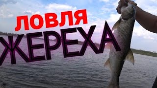 Рыбалка на Резинку на Дону!! Ловля жереха весной на червя!!