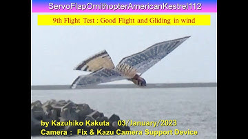 サーボ駆動羽ばたき機　アメリカチョウゲンボウ　SFOAmericanKestrel112　23.5ｇ　9th Flight test Good Flight and Gliding in wind